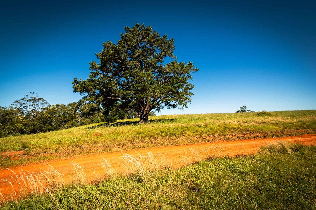 A tree against a dirt road